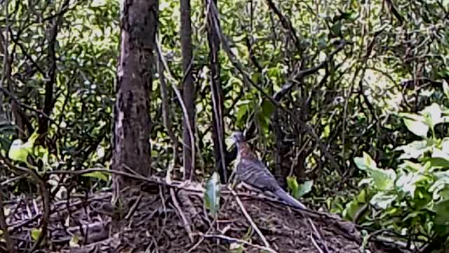 Aggressive Eagle’s Epic Face-Off.