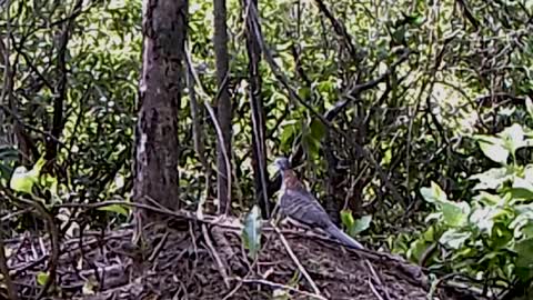 Aggressive Eagle’s Epic Face-Off.