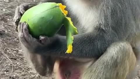 Cute Monkey China & Funny Love monkey| Animals Love