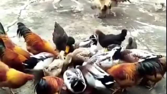 Funny dog and Chick fight