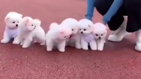 Cutest puppy's you had not ever seen these.... 😍😍❤❤