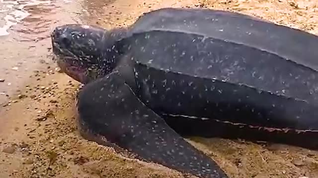 600-Pound Turtle Gets Carried Home