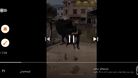 The best short videos of strange animals