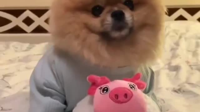funny dog videos try not to laugh 2021