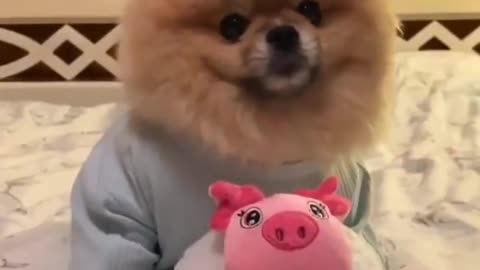 funny dog videos try not to laugh 2021