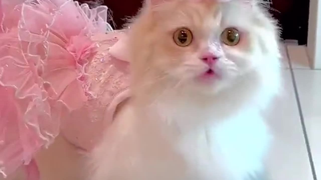 Cute cats video compilation 87