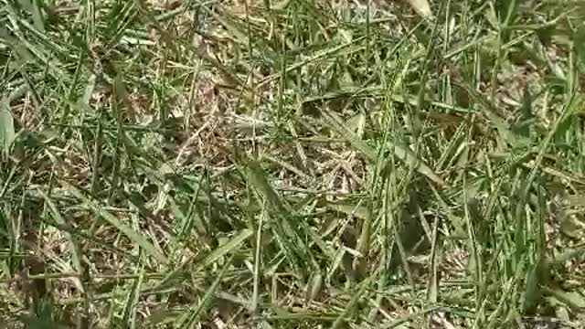 A ladybug that seems lost