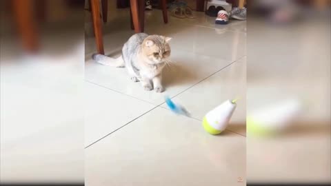 cat with toys.