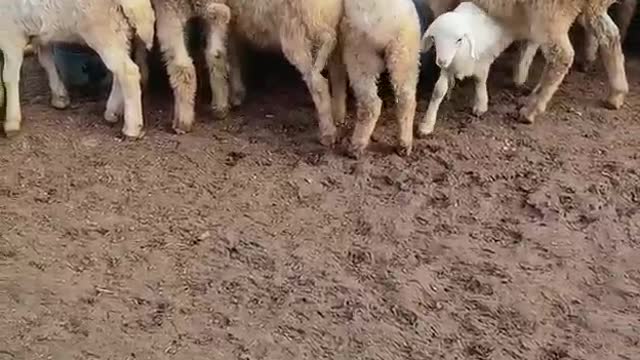 flock of sheep drinking water