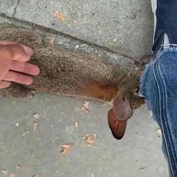 WATCH : A skater saves a stranded rabbit 🐇❤