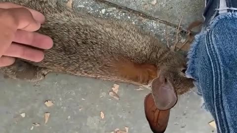 WATCH : A skater saves a stranded rabbit 🐇❤