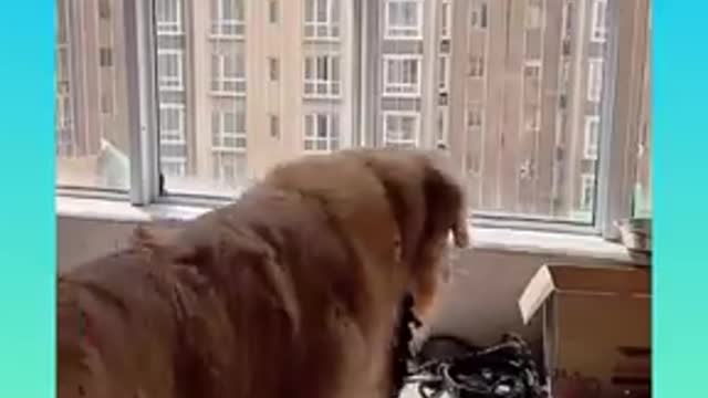 Smartest dog video In2021