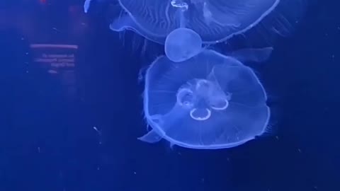 Jellyfish creature -wildlife