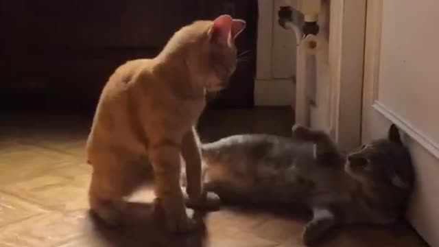 Cat fights sounds