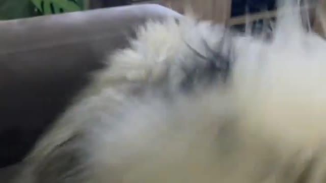 🔥Funniest Dogs will make you laugh all day long | Instagram Reels and Tiktok Videos | Desi animals 🔥