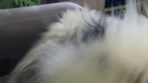 🔥Funniest Dogs will make you laugh all day long | Instagram Reels and Tiktok Videos | Desi animals 🔥