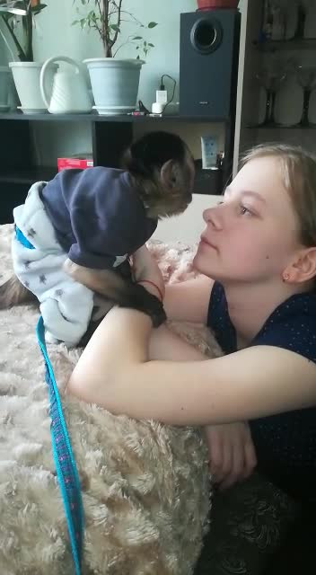 Бурые капуцины самые ласковые животные