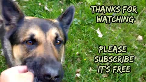 A hyper German Shepherd