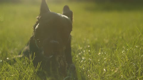 Dog 🐶 Eating the park