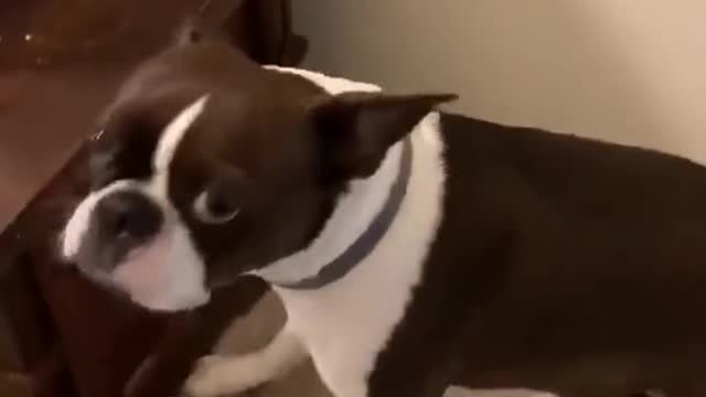 poor dog, can't even get down
