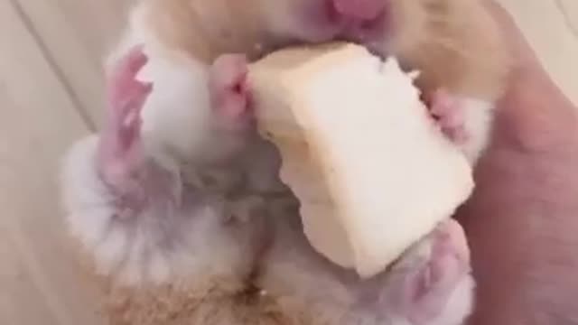 Funny And Cute Hamster Compilation #1