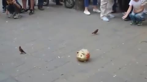 See what the bird is doing