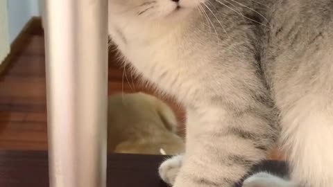 cute cat under the table