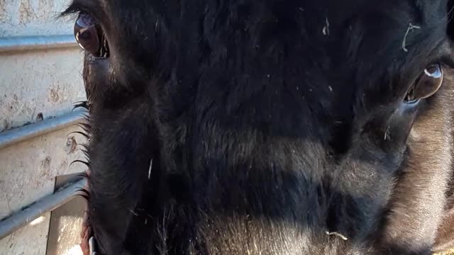 Baby calf