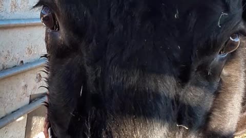 Baby calf