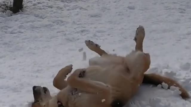 Dog Training Perfect For Your Dog | Funny Dog Video