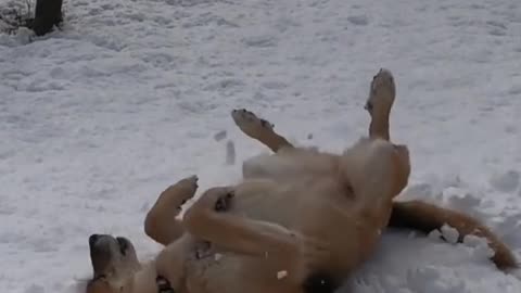 Dog Training Perfect For Your Dog | Funny Dog Video