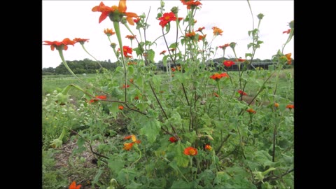 Faith Loyalty and Adoration Mexican Sunflower July 2022