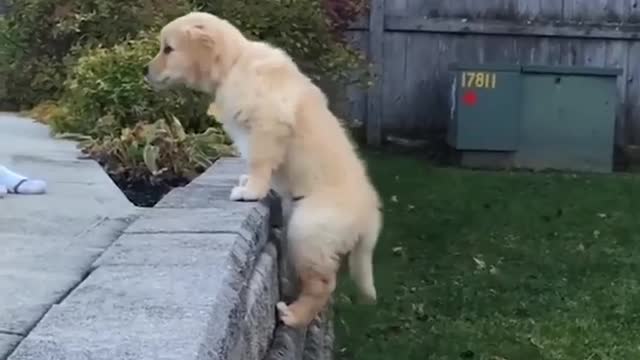 Cute dog and cute puppies funny videos