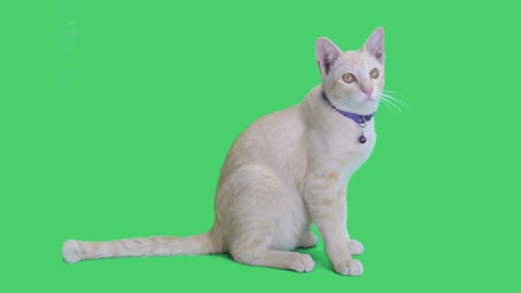 Tabby kitten sitting and looking around on chroma key background, Green screen