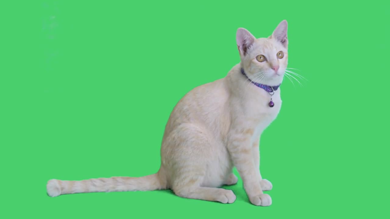 Tabby kitten sitting and looking around on chroma key background, Green screen