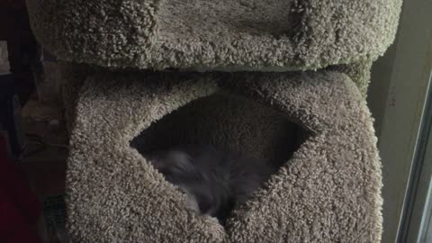 Funny Cat very excited about his new cat tower