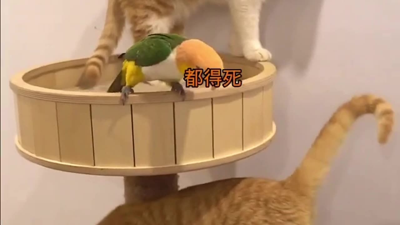 "Cat vs. Parrot: Laugh Out Loud Moments