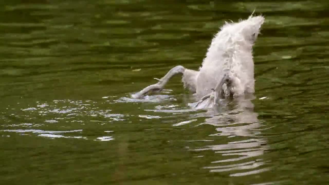 Funny Bird animal
