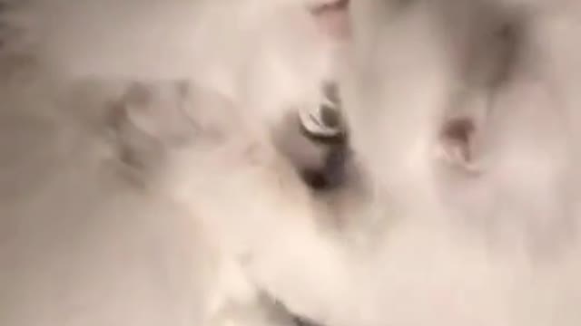 cat -