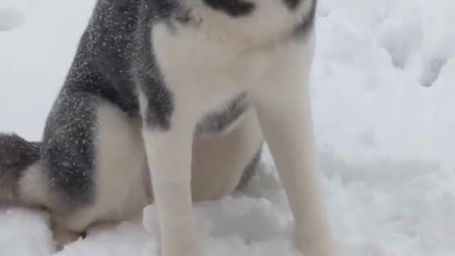 Will My Husky Come Inside During a Snow Storm Life With a Husky