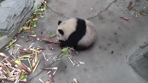 Nature's smart panda