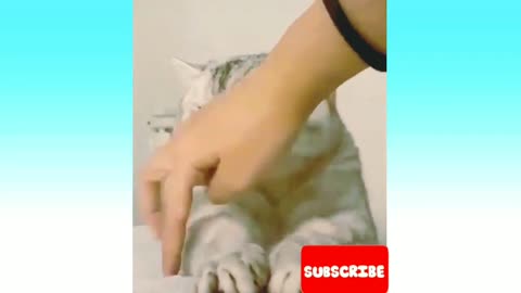 Funny Cat videos 🤣🤣🤣🤣🤣