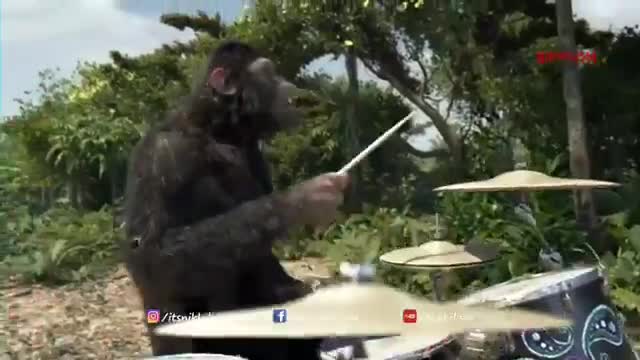 Funny: Monkey Dancing and Rapping