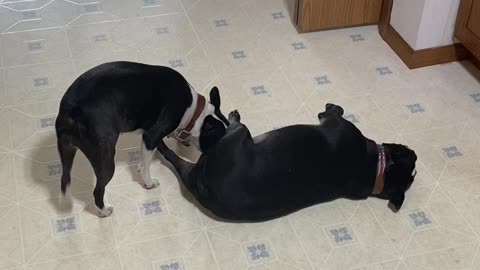 Bored Boston, sleepy Boston