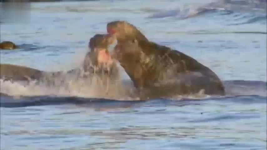 Giant seal fights off rival male ।