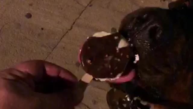 my rottweiler (east) loves ice cream))