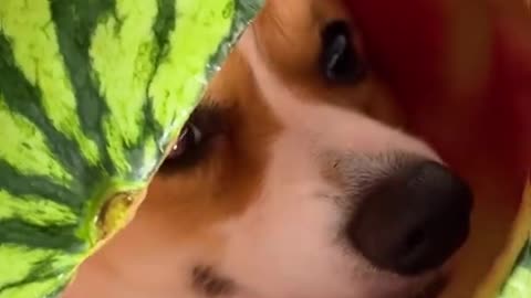 Dog funny video