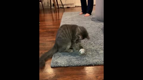 Cat helps owner with his putting game🐱🐱