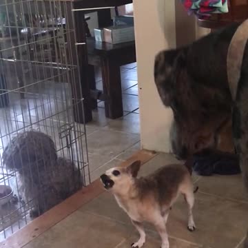 Tiny Chihuahua puts Great Dane in its place