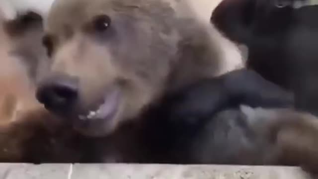 Whose gona tell him he is not a dog